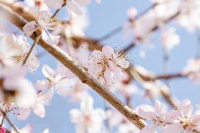 樱花（玉渊潭篇）会更新