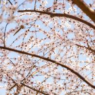 樱花（玉渊潭篇）会更新