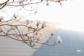 国家大剧院（玉兰花篇）