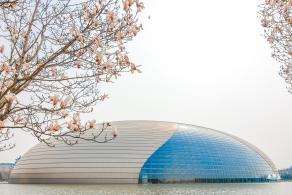国家大剧院（玉兰花篇）