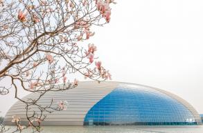 国家大剧院（玉兰花篇）
