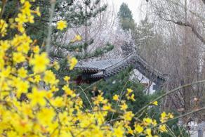 中山公园（春）