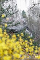 中山公园（春）