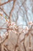 奥森公园桃花