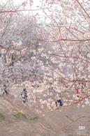 奥森公园桃花