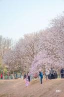 奥森公园桃花