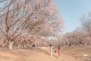 奥森公园桃花