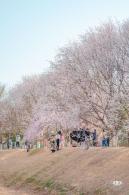 奥森公园桃花
