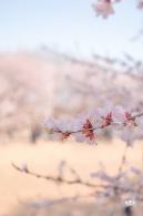 奥森公园桃花