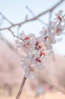 奥森公园桃花