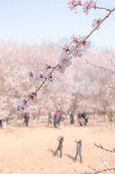 奥森公园桃花