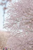 奥森公园桃花