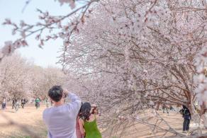 奥森公园桃花