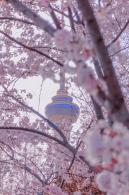 玉渊潭桃花