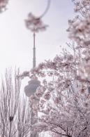 玉渊潭桃花