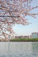 玉渊潭桃花