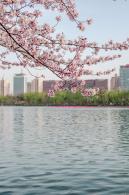 玉渊潭桃花