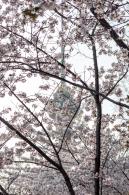 玉渊潭桃花