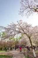 玉渊潭桃花