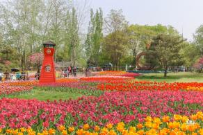 国家植物园（郁金香篇）