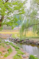 圆明园二月兰