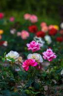 月季花
