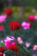 月季花