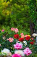 月季花