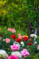 月季花