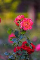 月季花