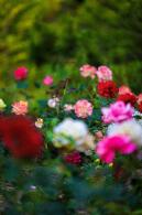 月季花