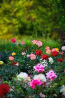 月季花