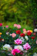 月季花