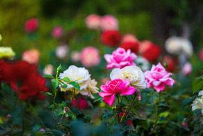 月季花