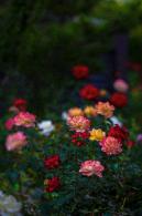 月季花