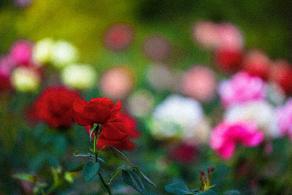 月季花