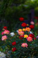 月季花
