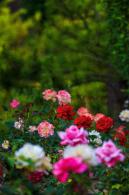 月季花