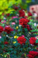 月季花