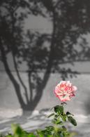 月季花