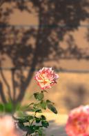 月季花