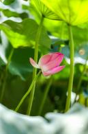 圆明园荷花篇