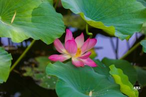 圆明园荷花篇