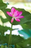 圆明园荷花篇