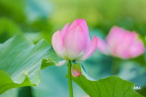圆明园荷花篇