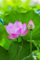 圆明园荷花篇