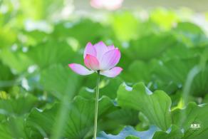 圆明园荷花篇