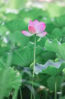 圆明园荷花篇
