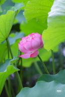 莲花池公园荷花篇