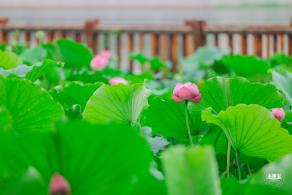 莲花池公园荷花篇